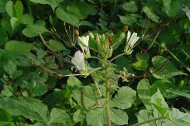 Image result for Cleome gynandra