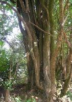 Image result for Gymnosporia pubescens