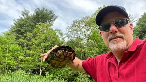 Sighting of Spotted Turtle in New England Wildlife