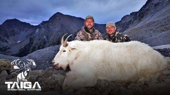 Mountain Goat Hunts | British Columbia, Canada Guides Outfitters