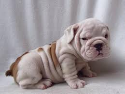 With thousands of miniature bulldog puppies for sale and hundreds of miniature bulldog dog breeders, you're sure to find the perfect miniature bulldog … a mixed breed dog can have a combination of any of the temperament and characteristics of any breed involved. Super Cute Miniature English Bulldog Puppies Bryanston Dogs Puppies Public Ads