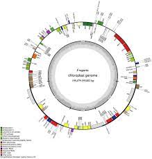 Frontiers Variation And Evolution Of The Whole Chloroplast Genomes Of Fragaria Spp Rosaceae Plant Science