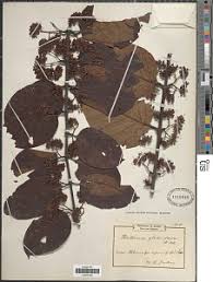 Image result for Psydrax subcordata