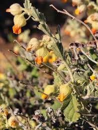 Image result for Hermannia boraginiflora