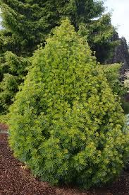 Image result for Guibourtia schliebenii