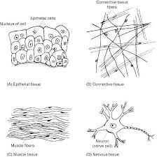 Cell Membrane Coloring Worksheet Answer Key Worksheets For All In 2020 Tissue Types Biology Worksheet Human Anatomy And Physiology