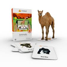 Dromedary camels, which have one hump the two types of camel are found in different parts of the world. Buy Cardskool Animals Augmented Reality Learning Flash Cards Ios Android 52 Animal Cards Online At Low Prices In India Amazon In