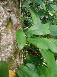 Image result for Culcasia