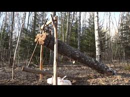 Image result for deadfall trap