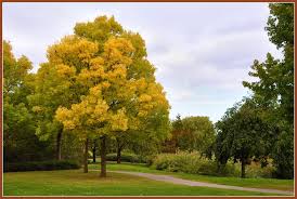 Plaats hier zelf een advertentie: Oud Beijerland Goud Es Fraxinus Excelsior Jaspidea Mapio Net