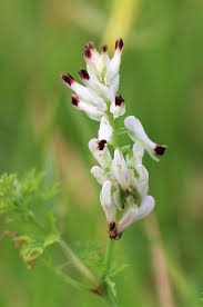 Image result for Fumariaceae