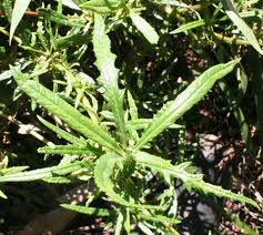 Image result for Senecio subsessilis
