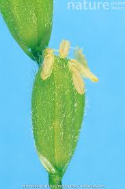 Image result for Oryza