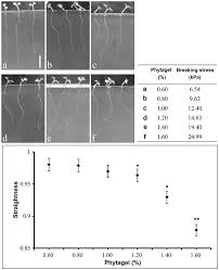 Autoclaved phytagel solution (sigma, catalogue no. A Root Penetration Model Of Arabidopsis Thaliana In Phytagel Medium With Different Strength Springerlink