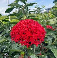 Image result for Ixora hartiana