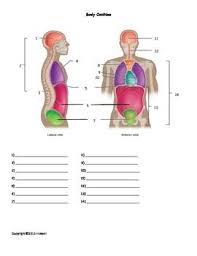 Explore the anatomy systems of the human body! Body Cavities Quiz Or Worksheet Medical Terminology Study Human Anatomy And Physiology Medical Terminology