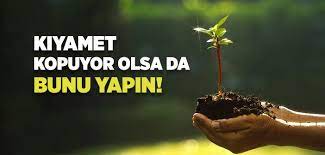 Kirizme ya yaz sonunda, ya da ilkbaharda yapılır. Agac Dikmek Sadakadir Islam Ve Ihsan