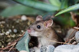 Mäuse sind nicht nur störend sondern sie stellen ein massives gesundheitsrisiko dar. Mause Als Haustiere Das Musst Ihr Wissen