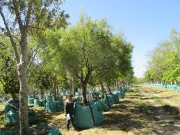 Image result for Searsia lancea