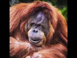 Zahneputzen Pullern Und Ab Ins Bett Youtube In 2020 Abs Gorilla Animals