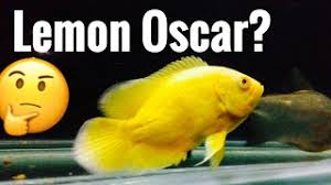 Other fish that are often seen in the same aquariums with pacus are: Lemon Oscar Fish For Sale Hybrid Youtube
