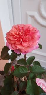 Duftende Edelrose Kathchen Von Heilbronn Rosen Garten Edel