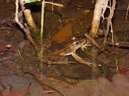 Image result for Leptochloa obtusiflora