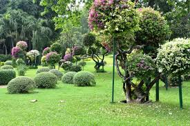 Une merde française, un film français quoi. Top 10 Des Plus Beaux Arbres A Planter Dans Son Jardin Debroussaillez