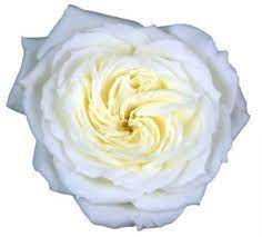 White Garden Rose 36 Stems J R Roses Wholesale Flowers In 2021 Online Wedding Flowers Rose Varieties Wholesale Flowers Online