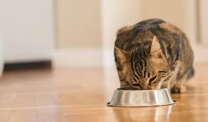 It can be difficult to. Homemade Cat Food Diets Low On Nutrients