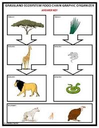 Grassland Ecosystem Diorama By Innovative Teacher Tpt Ecosystems Ecosystems Diorama Creative Teaching