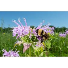 Image result for Isoglossa perdita