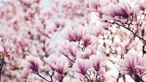 Most popular hd wallpapers for desktop / mac, laptop, smartphones and tablets with different resolutions. Magnolia Wallpaper Pink Desktop Desktop Hintergrund Fruhling Wallpaper Blumentapete