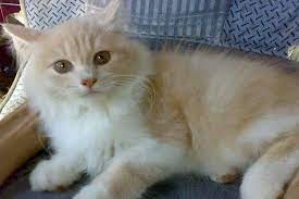 Hasilnya adalah kucing dengan dengan bulu nya yang indah, menawan, cantik, unik dan bentuk tubuh yang menarik. Ciri Ciri Kucing Persia Medium Asli Dan Cara Merawatnya Kucingklik Com