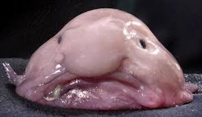 În ceea ce privește recordul național la somn (și în același timp mondial), cel mai spectaculos pește prins în delta dunării cântărea 400 de kilograme. Cel Mai Urat Peste Din Lume Este In Pericol