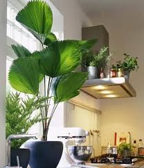 Licuala Palme Bild 5 Living At Home Palmenarten Zimmerpflanzen Dekor Topfpflanzen Terrasse