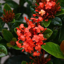 Image result for Ixora seretii