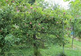 There are an amazing number of plants that can be trained as espaliers. How To Espalier Fruit Trees Stark Bro S
