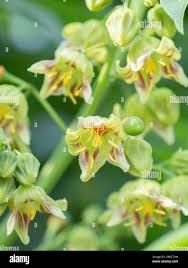 Image result for Manihot grahamii