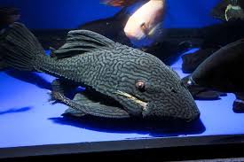 We hope with our guide of the 11 most common types of aquarium algae, you have a better understanding of how to deal with these aforementioned algae and save your tank and pet from algae infestation. Royal Pleco Care Guide Tips Aquariadise