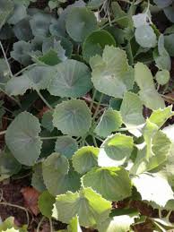 Image result for Senecio milanjianus