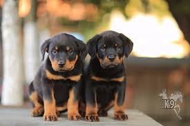 Satilik Rottweiler Yavrulari Kopek Ciftligi Kafe Restoran Kahvalti Satilik Kopek Ilanlari