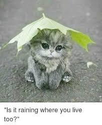 Cute Animals Pictures Cartoon Cute Animals Jumping Cute Animals Cute Baby Animals Cute Animal Pictures