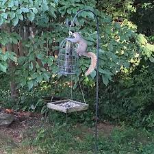 This Silly Gray Squirrel With The Blond Tail Is Driving Boomer Nuts Actually There Are 2 Of Them I Have Never Seen T Squirrel Great Pictures Instagram Posts