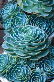 In flowering plants, rosettes usually sit near the soil. Sky Blue Succulent Plants Rosette Ornamental Of Close Up By Wenhai Tang Succulent Plant Succulent