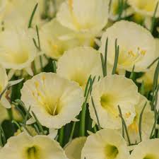 Narcissus Romieuxii Julia Jane Narcissus Daffodils Plants