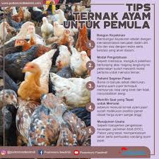 Ayam kate merupakan jenis ayam yang unik. Tips Sukses Ternak Ayam Untuk Pemula Podomoro Poultry Equipment