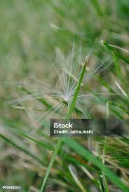 Image result for Sporobolus tenuissimus