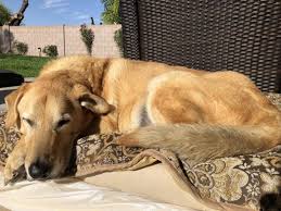 The vet's office is associated with unfamiliar smells, thermometers, and white coats. Happy Endings In Home Pet Euthanasia 35 Photos 103 Reviews Veterinarians 4727 E Bell Rd Phoenix Az Phone Number Yelp