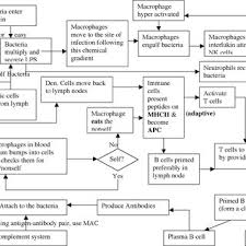 Flow Diagram Showing The Role Of Innate And Adaptive Immune